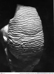 Historisches Foto von Mesogalathea striata (Remeš, 1895) (NHMW-AFW-GEO-BACHMAYER-FOTO-1990-0041-3290)